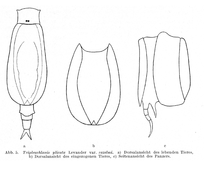 Tripleuchlanis plicata f. razelmi - Original description image