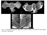 Trochosphaera aequatorialis