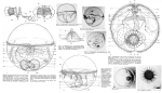 Trochosphaera aequatorialis