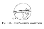 Trochosphaera aequatorialis