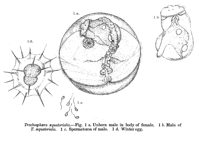Trochosphaera aequatorialis Trochosphaera aequatorialis