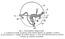 Trochosphaera aequatorialis