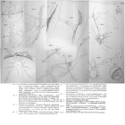 Trochosphaera aequatorialis - Original description image