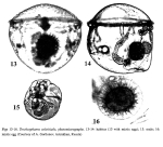Trochosphaera solstitialis