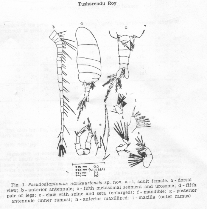 Pseudodiaptomus nankauriensis