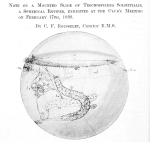 Trochosphaera solstitialis