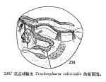 Trochosphaera solstitialis