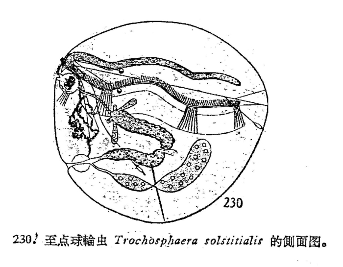 Trochosphaera solstitialis Trochosphaera solstitialis