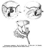 Trochosphaera solstitialis