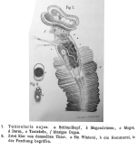 Tubicolaria najas