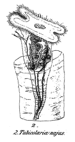 Tubicolaria najas
