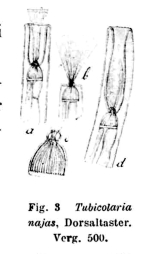 Tubicolaria najas