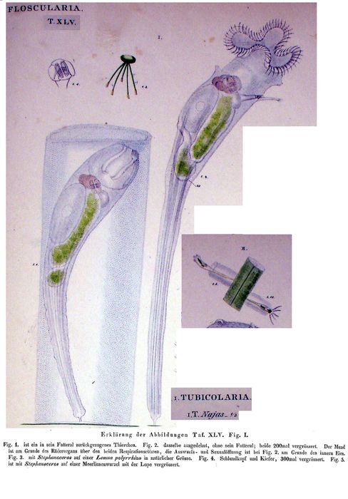 Tubicolaria najas - Original description image