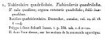 Tubicolaria quadriloba