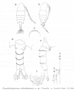 Pseudodiaptomus nihonkaiensis female