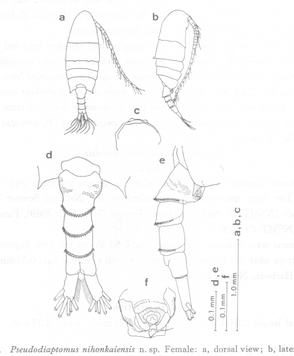 Pseudodiaptomus nihonkaiensis female