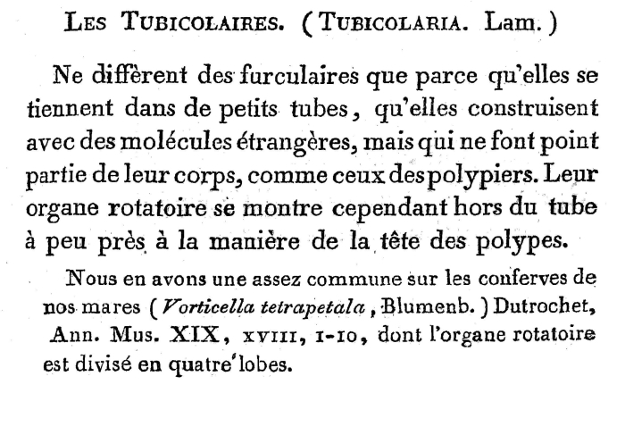 Tubicolaria tetrapetala - Original description image