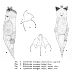 Tylotrocha monopus