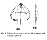 Tylotrocha monopus