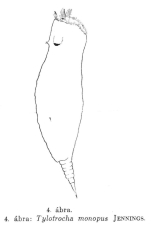 Tylotrocha monopus