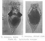 Tylotrocha monopus