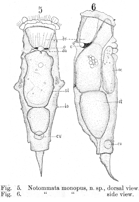 Tylotrocha monopus - Original description image