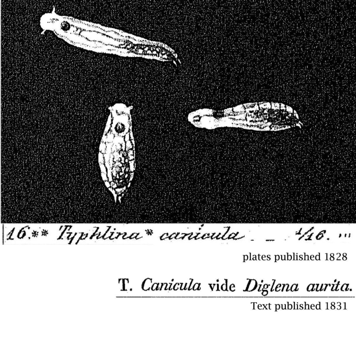 Typhlina canicula - Original description image