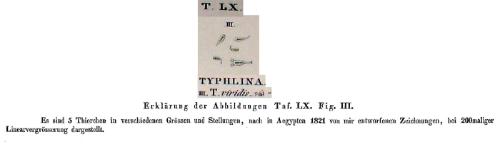 Typhlina viridis Typhlina viridis