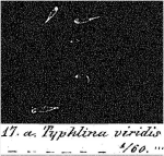 Typhlina viridis - Original description image