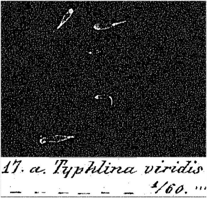 Typhlina viridis - Original description image