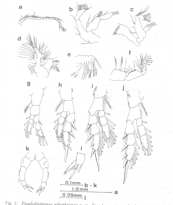 Pseudodiaptomus nihonkaiensis female