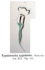 Typhlotrocha zygodonta - Original description image