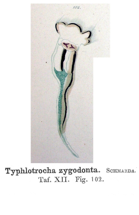 Typhlotrocha zygodonta - Original description image