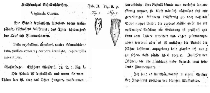 Vaginaria cuneus - Original description image