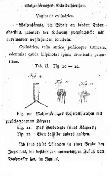 Vaginaria cylindrica - Original description image