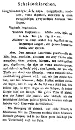 Vaginaria longicaudata - Original description image