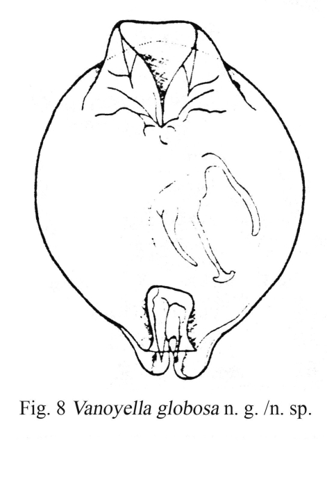 Vanoyella globosa - Original description image
