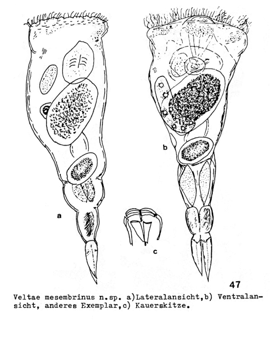 Veltae mesembrinus - Original description image