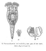 Voronkowia mirabilis - Original description image