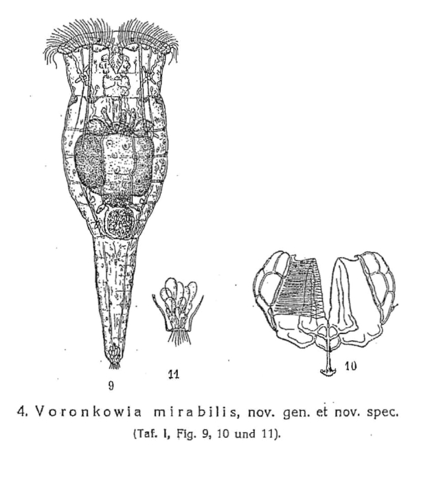 Voronkowia mirabilis - Original description image