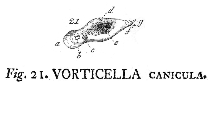 Vorticella canicula - Original description image