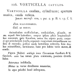 Vorticella catulus - Original description image