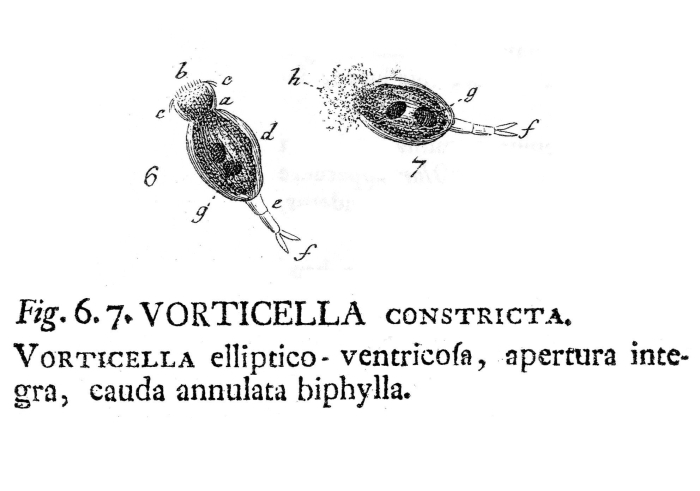 Vorticella constricta Vorticella constricta