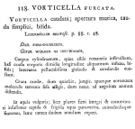 Vorticella furcata - Original description image