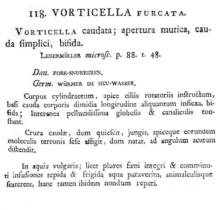 Vorticella furcata - Original description image