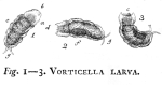 Vorticella larva - Original description image