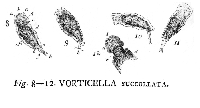 Vorticella succollata - Original description image