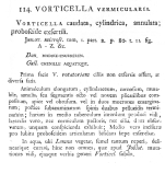 Vorticella vermicularis - Original description image