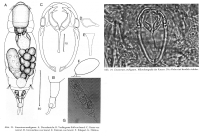 Wierzejskiella ambigua