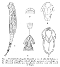 Wierzejskiella elongata